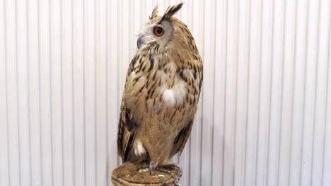 chained and displayed on top of a stump, an owl is eagerly looking around inside a cafe in bangkok, thailand