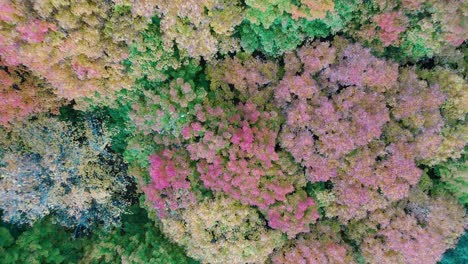 el dosel del bosque de otoño desde arriba