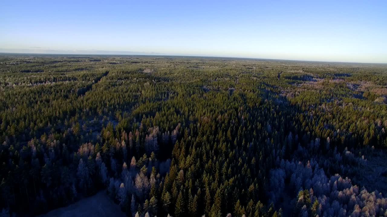 Drone scanning over a Finnish spruce forest with absolutely no sign of mankind or civilization around.