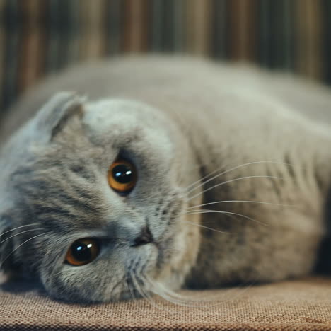 very beautiful british cat is lying on the sofa at home. concept of pets.