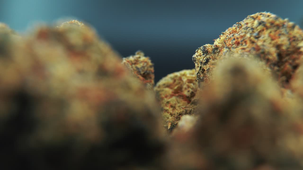 A macro cinematic DOP shot of a cannabis plant, orange hybrid strains, Indica and sativa , dark purple marijuana flower, on a rotating stand, slow motion, 4K, professional studio lighting