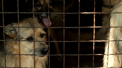 perros sin hogar detrás de las rejas
