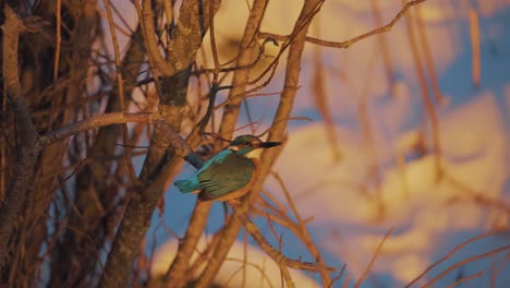 Schöner-Eisvogel,-Der-Auf-Einem-Ast-Sitzt-Und-Davonfliegt