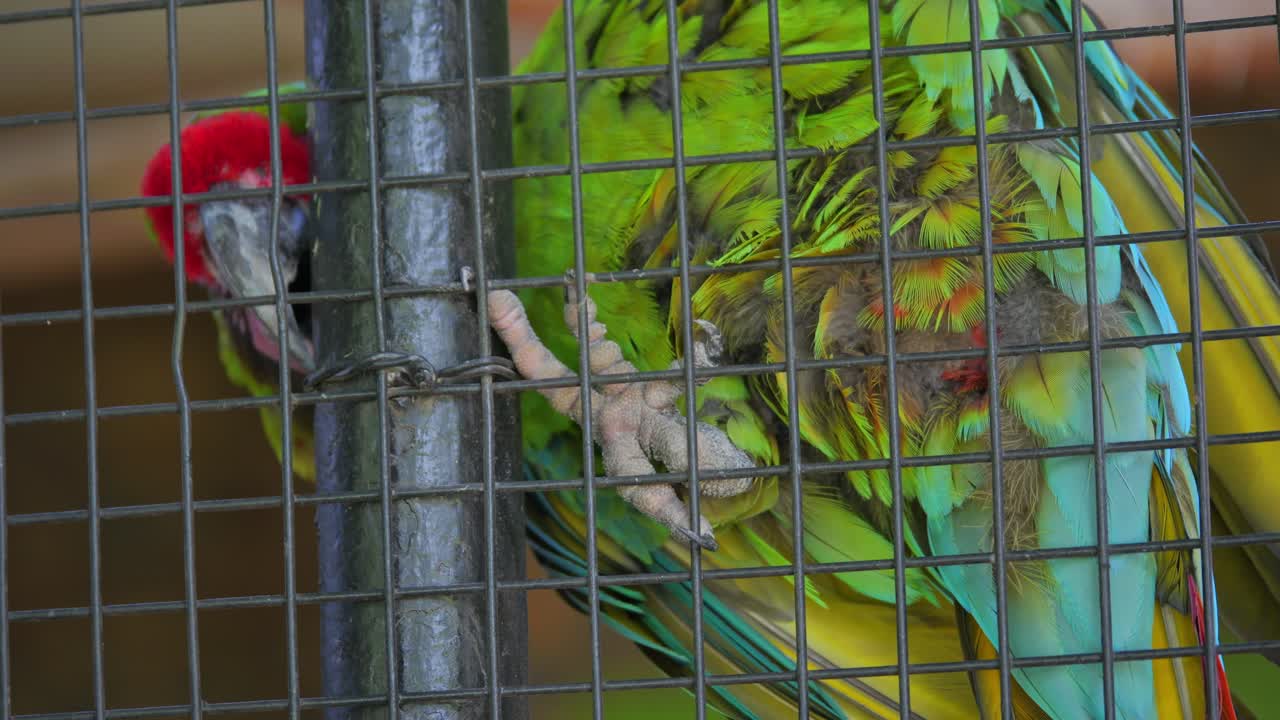 Colorful Military Macaw perched on the cage with its bright green and blue feathers