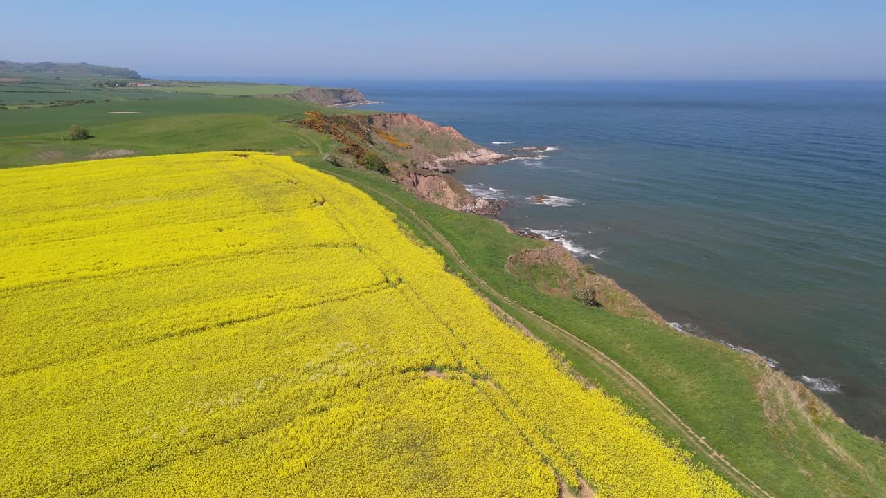 Aerial drone footage of bright yellow rapeseed fields contrasting with the blue ocean and coastline on Yorkshire coast in summer