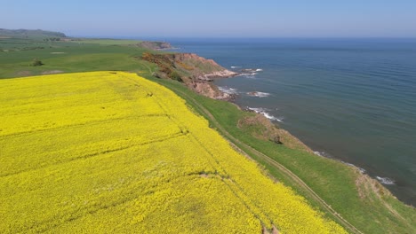 aerial drone footage of bright yellow rapeseed fields contrasting with the blue ocean and coastline on yorkshire coast in summer