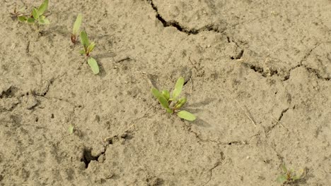 beet field. little beet sprouts on the farm. young green sprouts on black ground. delicate little leaves. sprout beet seeds. shoots of red beet.