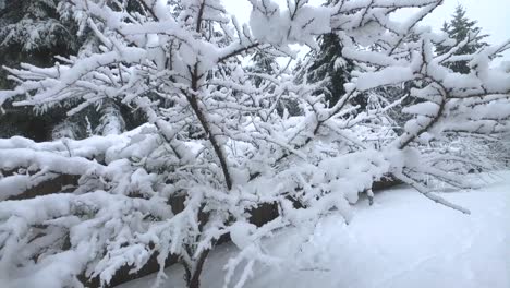 Naturaleza-Cubierta-Por-Una-Capa-De-Nieve