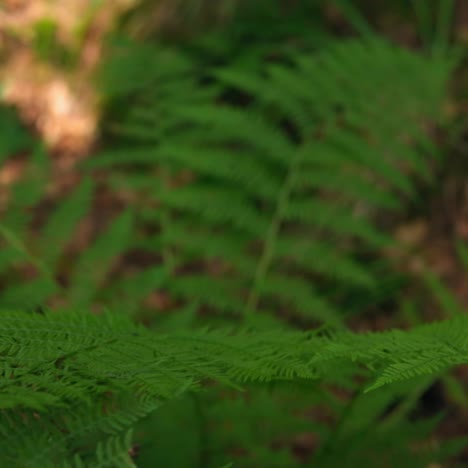 fresh green leaves in forest