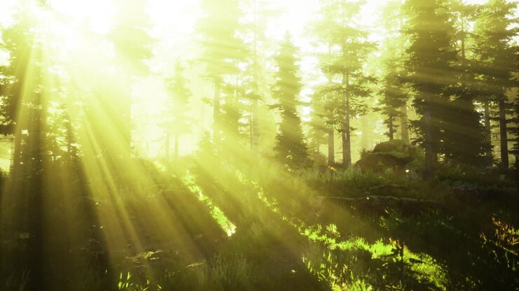 Sunlight beams create a magical atmosphere in a tranquil forest setting