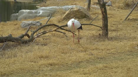 Western-White-Storch-Ciconia-Zu-Fuß-Auf-Gelbem-Gras-Im-Herbst