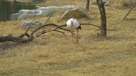cigüeña blanca occidental ciconia caminando sobre hierba amarilla en otoño