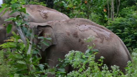 the asiatic elephants are endangered species and they are also residents of thailand