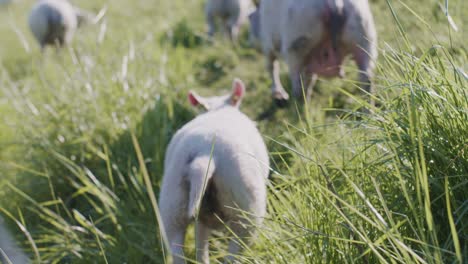 cute animal sheep dolly lamb livestock grazing on the pasture field grass at daylight sunny day