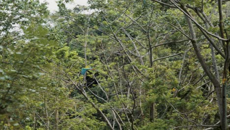 Majestuosa-Foto-De-Seguimiento-De-Coloridos-Loros-Guacamayos-Volando-En-La-Jungla-Verde-Durante-El-Día-Soleado