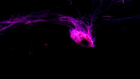 Japanese-Sea-Nettle-swimming-against-black-background