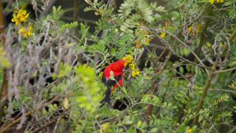 red hawaiian honeycreeper bird moves around in green tree, close view