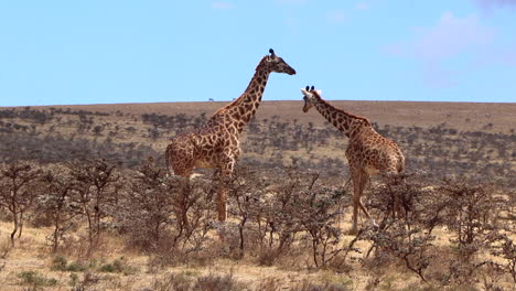 one reticulated giraffe walking past another in the serengeti of tanzania on a hot sunny day