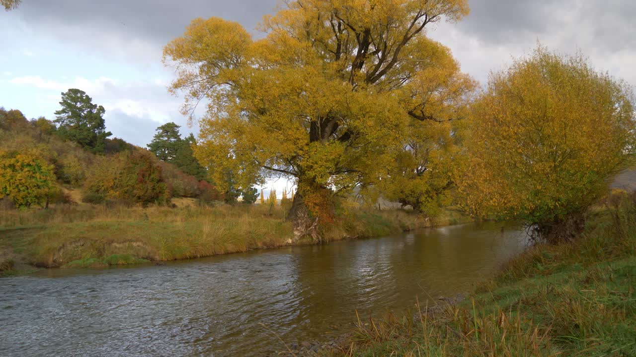 Peaceful river with willows in autumn colors static shot