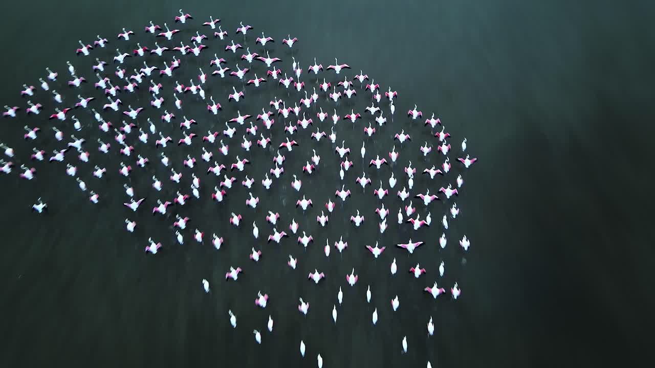 Flock of flamingoes seen from directly above as they spread their wings out to take flight in the shallow water of a lagoon