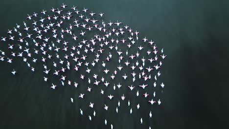 flock of flamingoes seen from directly above as they spread their wings out to take flight in the shallow water of a lagoon