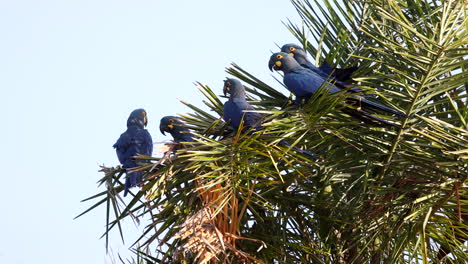 endangered lear's indigo macaw parrot perched and flying in licuri palm, bahia tropicalbrazil