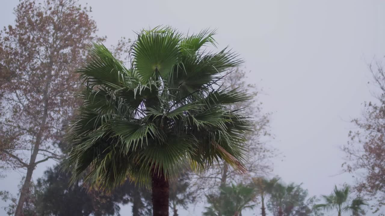 폭풍 속에서 흔들리는 나무
