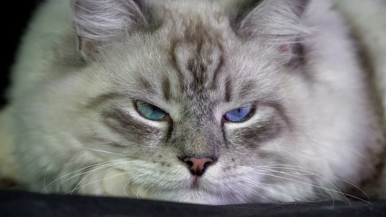 재는 색 털이 있는 파란 눈의 고양이가 레이저 을 모니터링합니다.