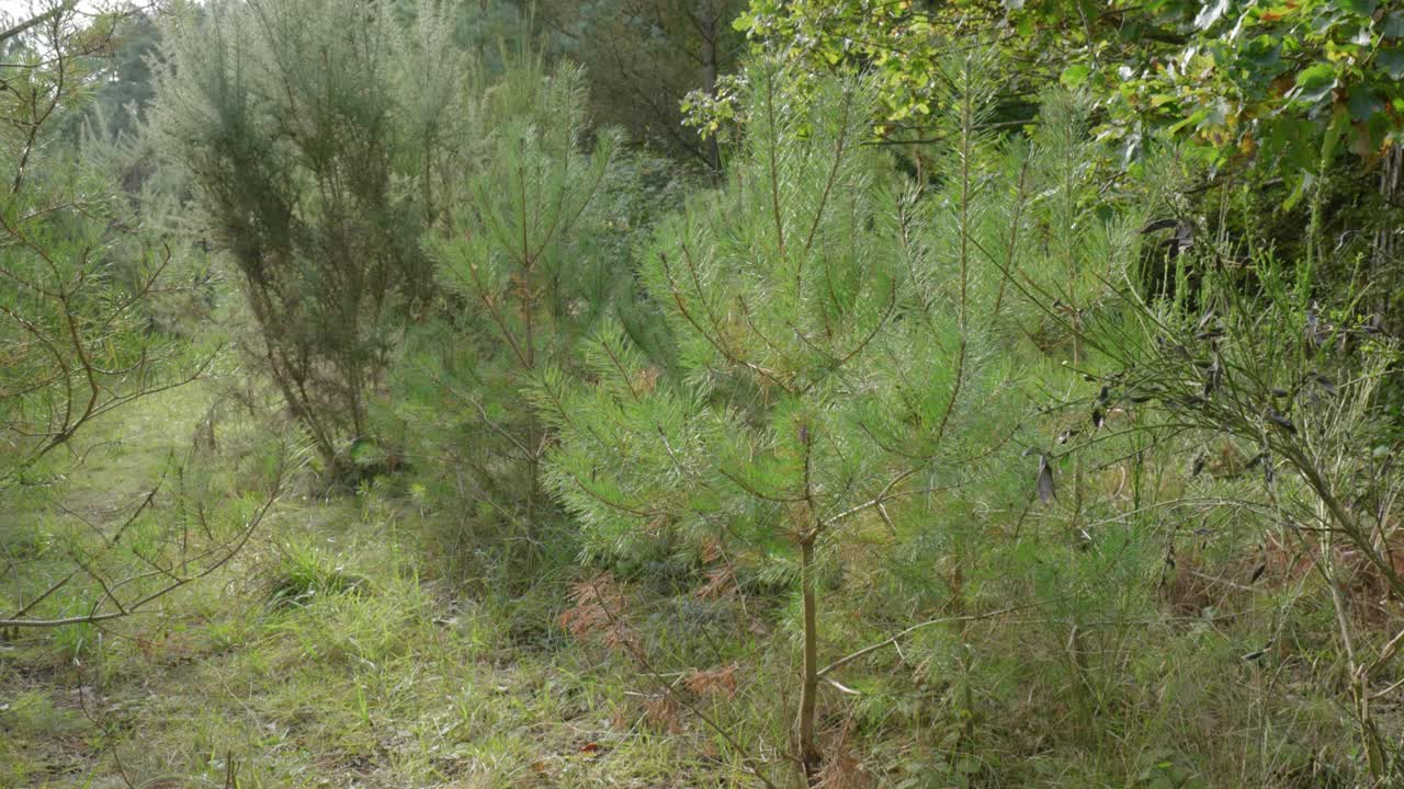 Young Pine Trees in a Forest