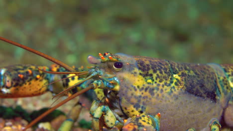 lobster walking on the sea floor during a dive in percé, québec, canada