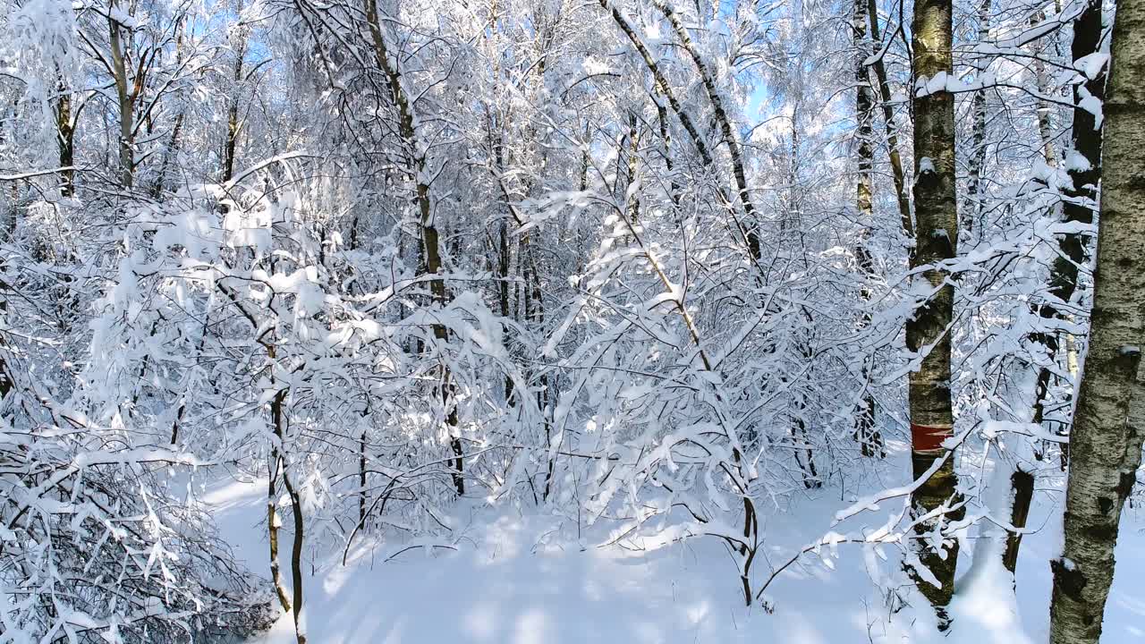 Snedækkede grene i skoven. Eventyrlig vinterbaggrund