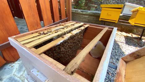 Handheld-orbit-around-open-beehive,-honey-production-farm-outdoors