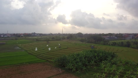 Drohne-Fliegt-Langsam-Direkt-Im-Morgengrauen-Sonnenaufgang-Bali-Insel-Bananenbäume-Beschnitten-Reisfeld-Himmel-Reflexion