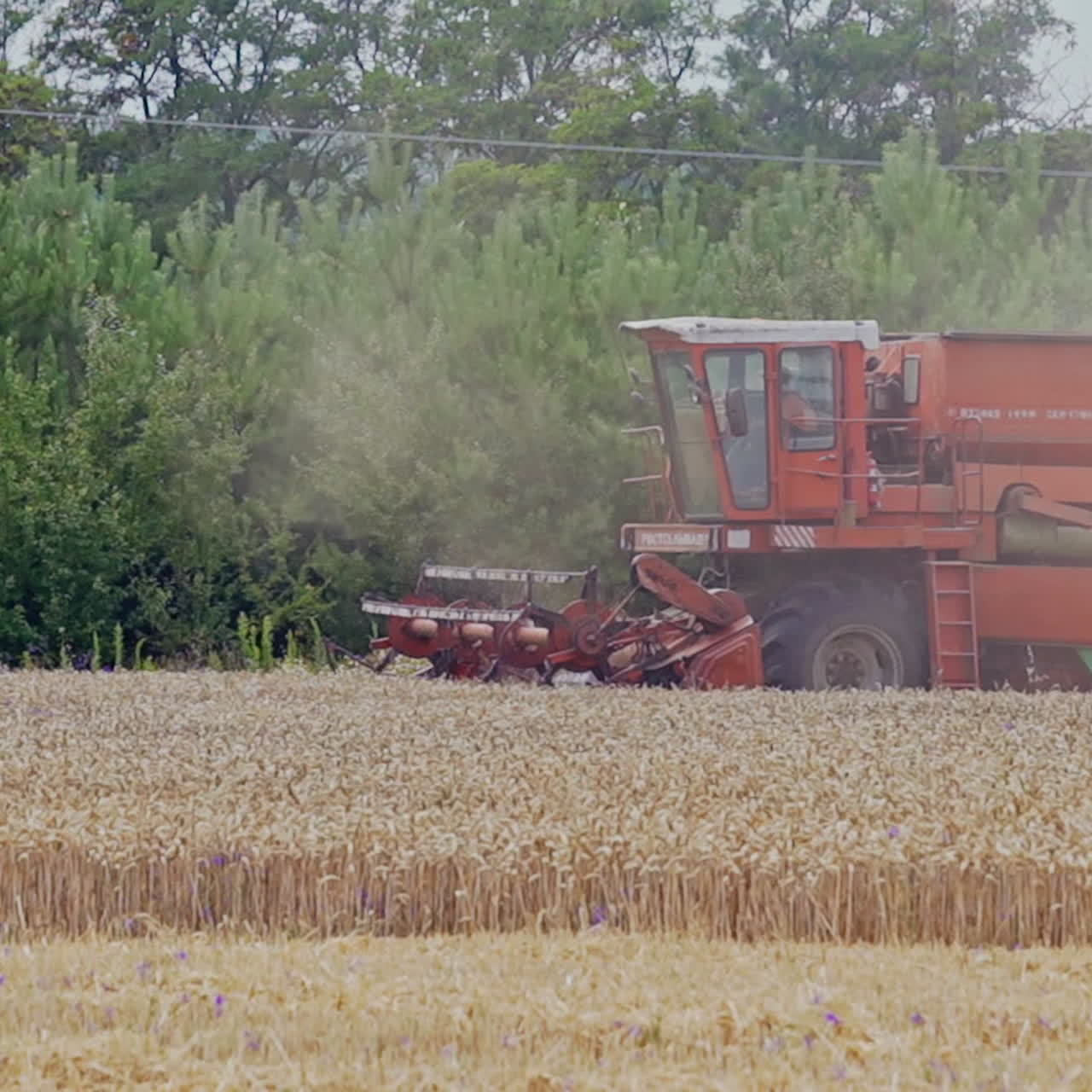 Wheat harvest. Combine harvester working on the wheat field. Food industry concept.