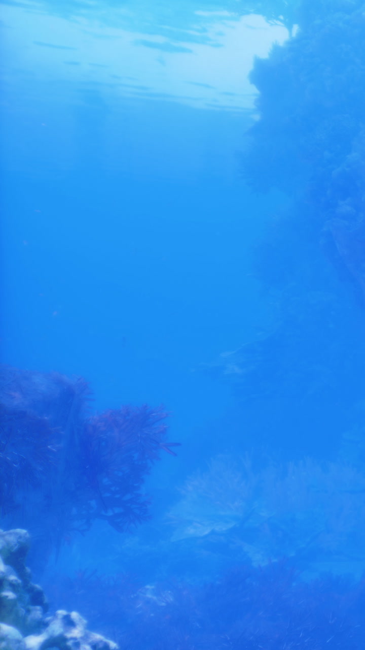 Underwater scene with coral and fish in clear water during daylight