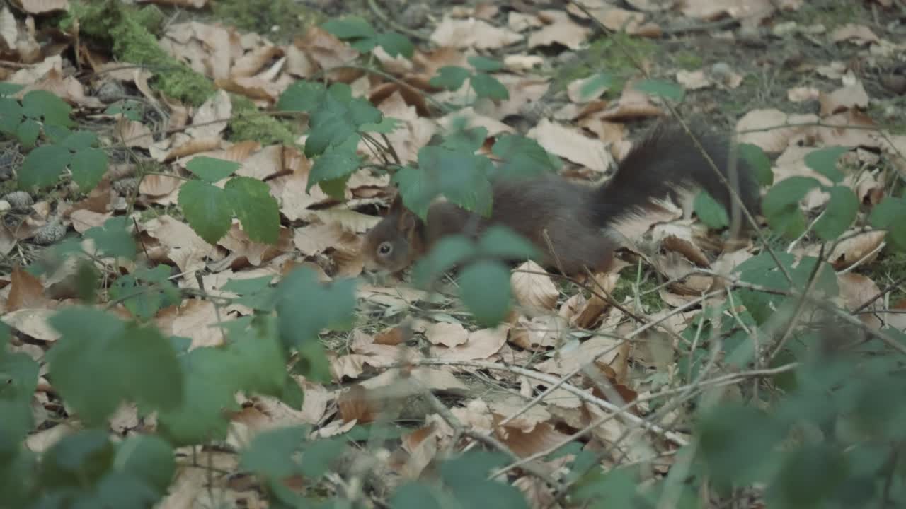 Scoiattolo rosso che si muove nel bosco raccogliendo e seppellendo noci