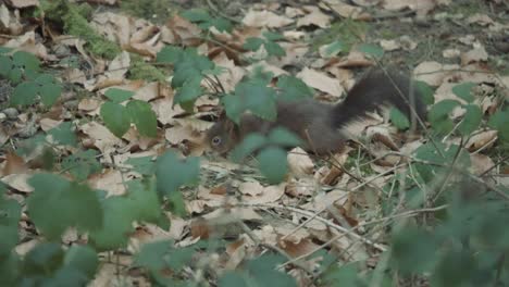 red squirrel moving in the woods collecting and burying nuts