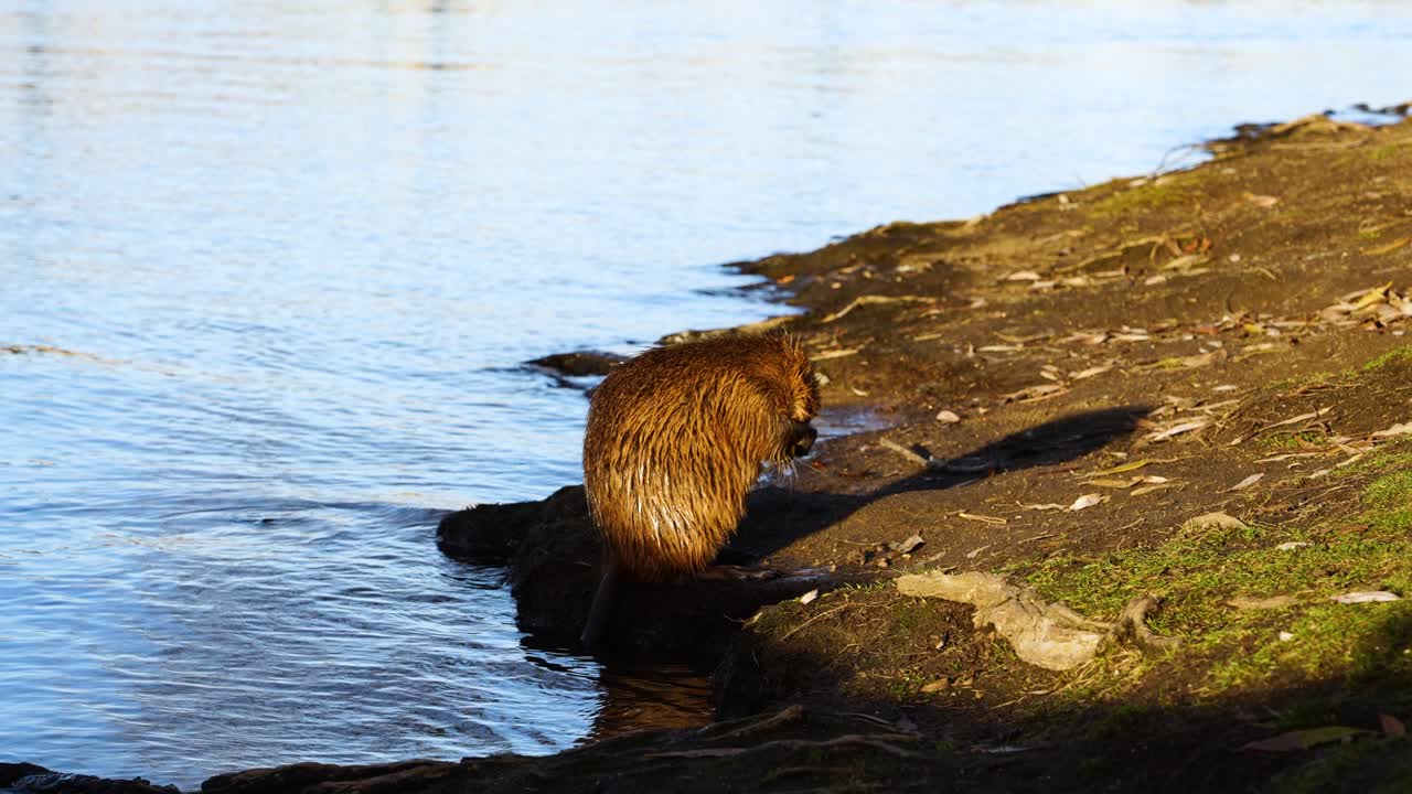 Beaver near city canal grooming himself and wash face on sunny shoreline