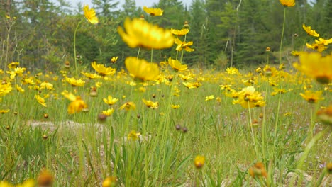 medium of wild lanceleaf tickseed flowers in gentle breeze, glide left