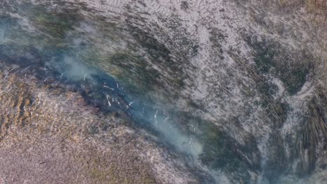 chinook salmon swimming upstream in clear stream water