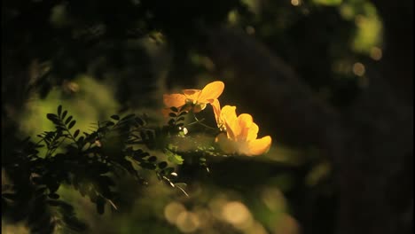 yellow flowers in sunlight