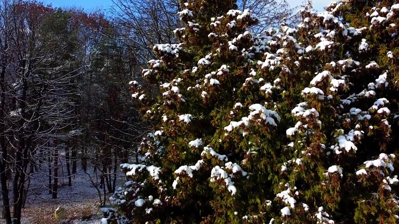 Alberi nel parco invernale