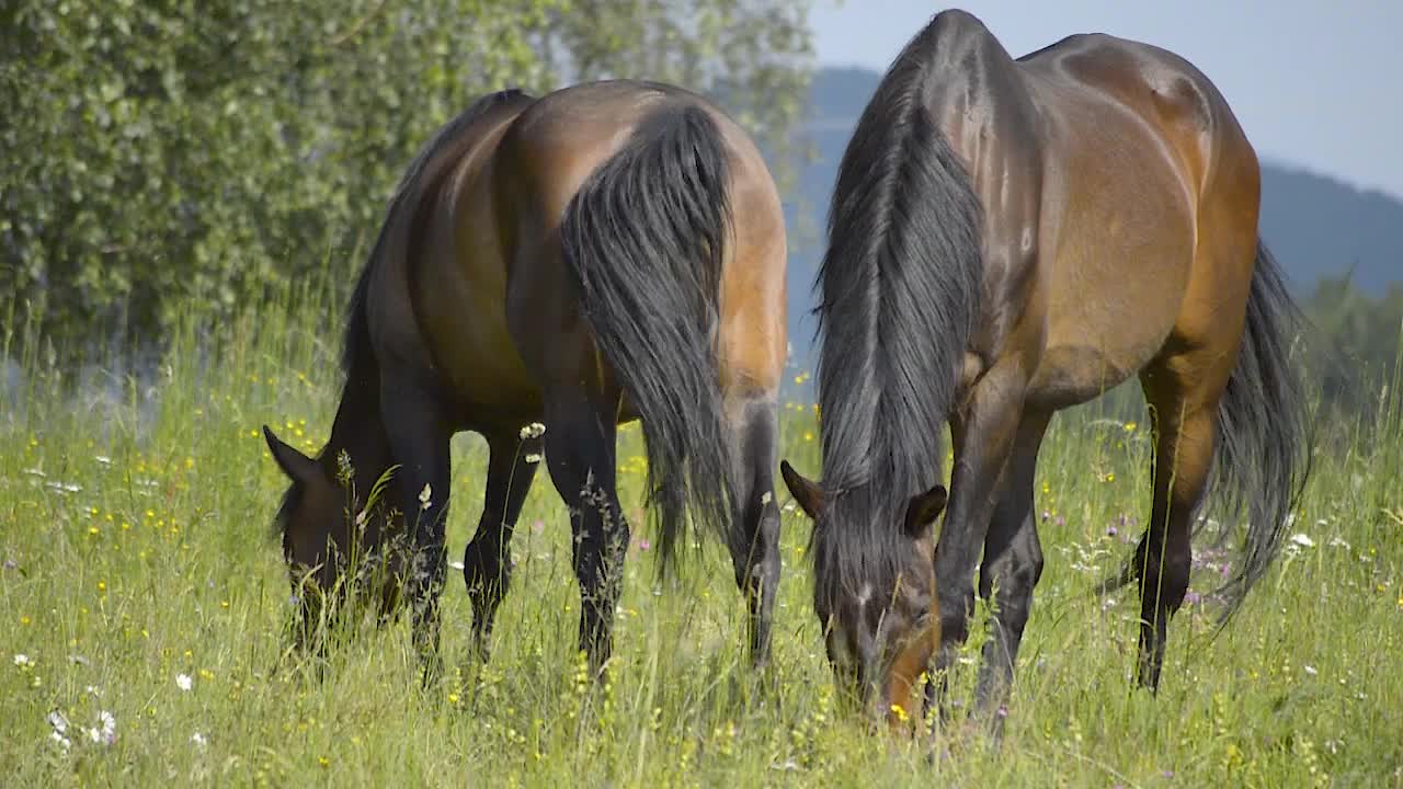 dos caballos marrones brillantes caminando por el campo y comiendo hierba, slomo
