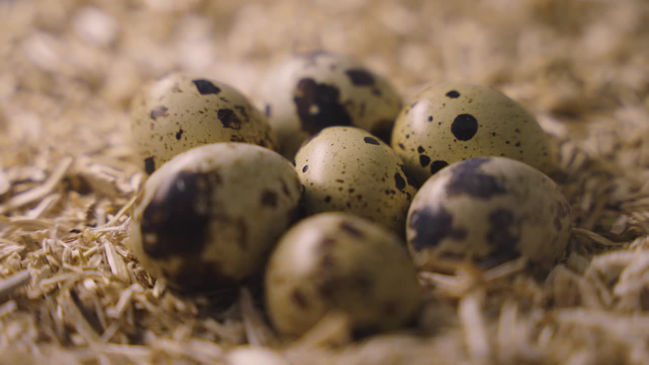 Close-up of quail eggs in a nest