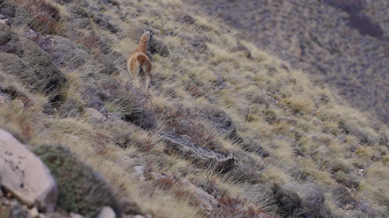 llama caminando por un prado de la ladera, toma estática de la vida silvestre animal en argentina, paisaje, montañas, espacio de copia