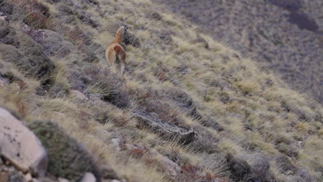 llama walking on a grassland of hillside, static shot of animal wildlife in argentina, landscape, mountains, copy space