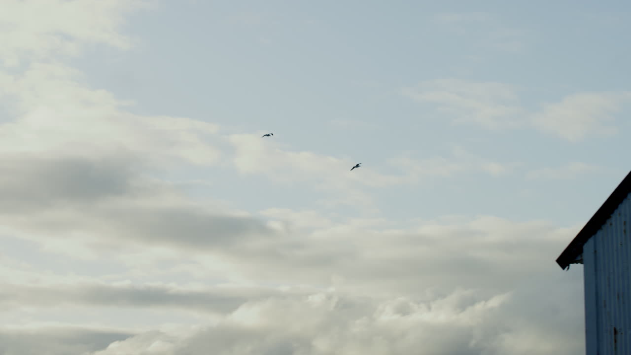 조류 한  ⁇  이 초점을 맞추고 초점을 맞추지 않고 날아다니는 느린 촬영