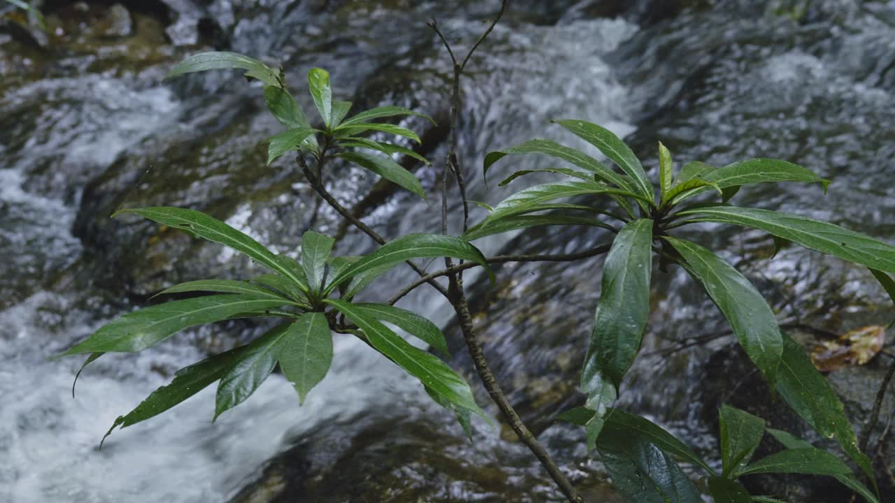 A tranquil scene of a pristine forest with a clear stream winding through dense greenery, leading to a waterfall. This footage emphasizes watershed conservation and environmental sustainability.