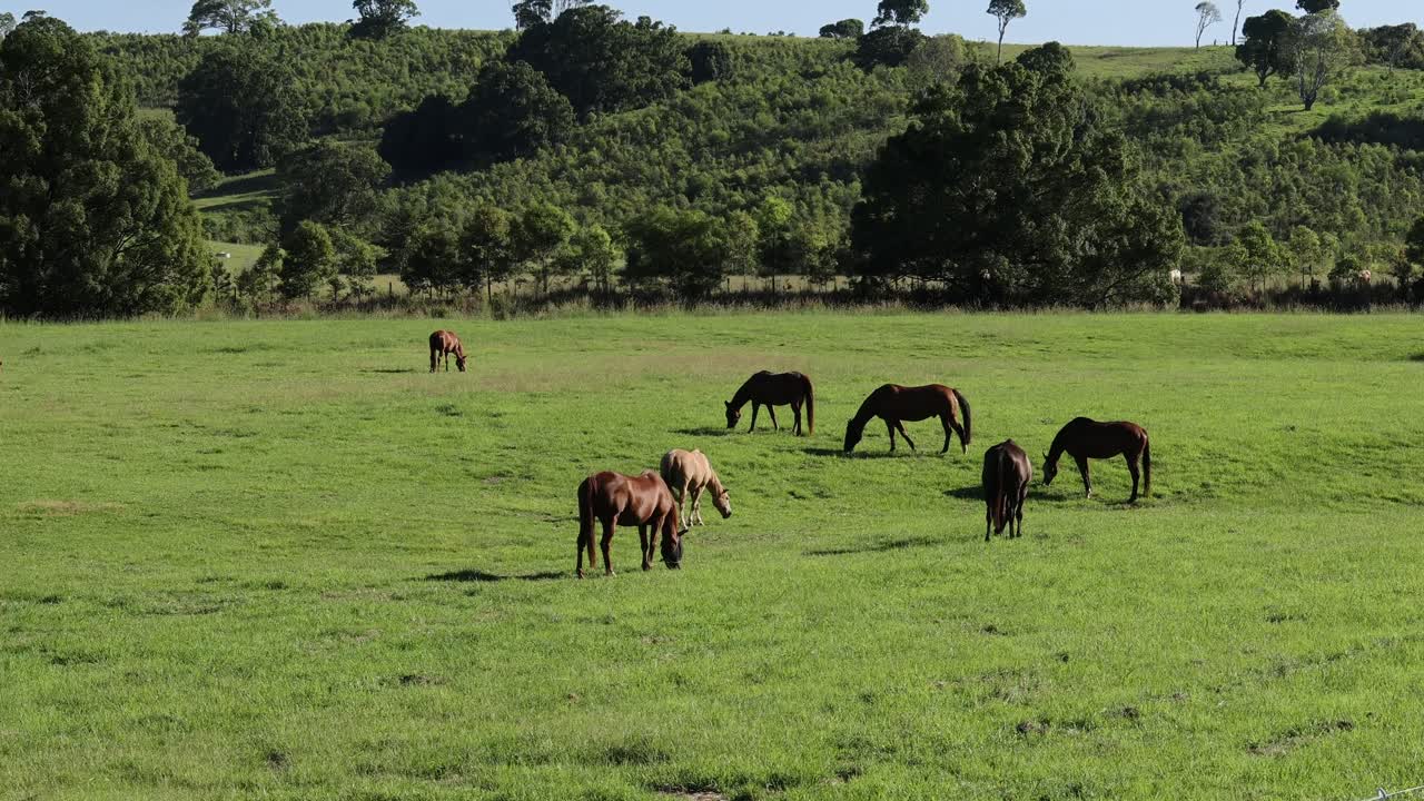 varios caballos pastando tranquilamente en un campo verde