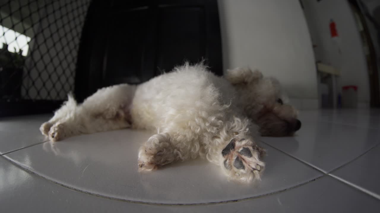 Barboncino bianco sdraiato sul pavimento di casa, stile di vita di un animale domestico a riposo, vista fisheye.